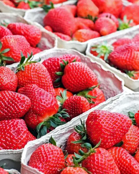 Augmentation de la production de baies, fruits et légumes en 2019 11 Augmentation de la production de baies, fruits et légumes en 2019 - 10
