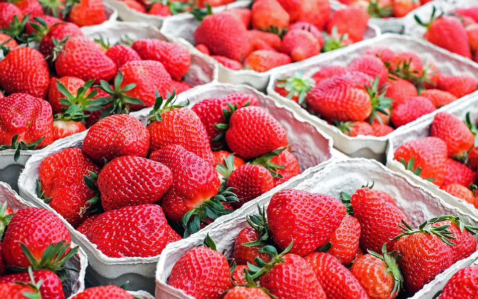 Les scientifiques veulent créer des fraises résistantes aux maladies - 3