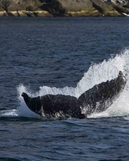 Safari aux baleines polaires au départ de Tromsø en bateau - Polar Adventures 2 Safari aux baleines polaires au départ de Tromsø en bateau - Polar Adventures - 1