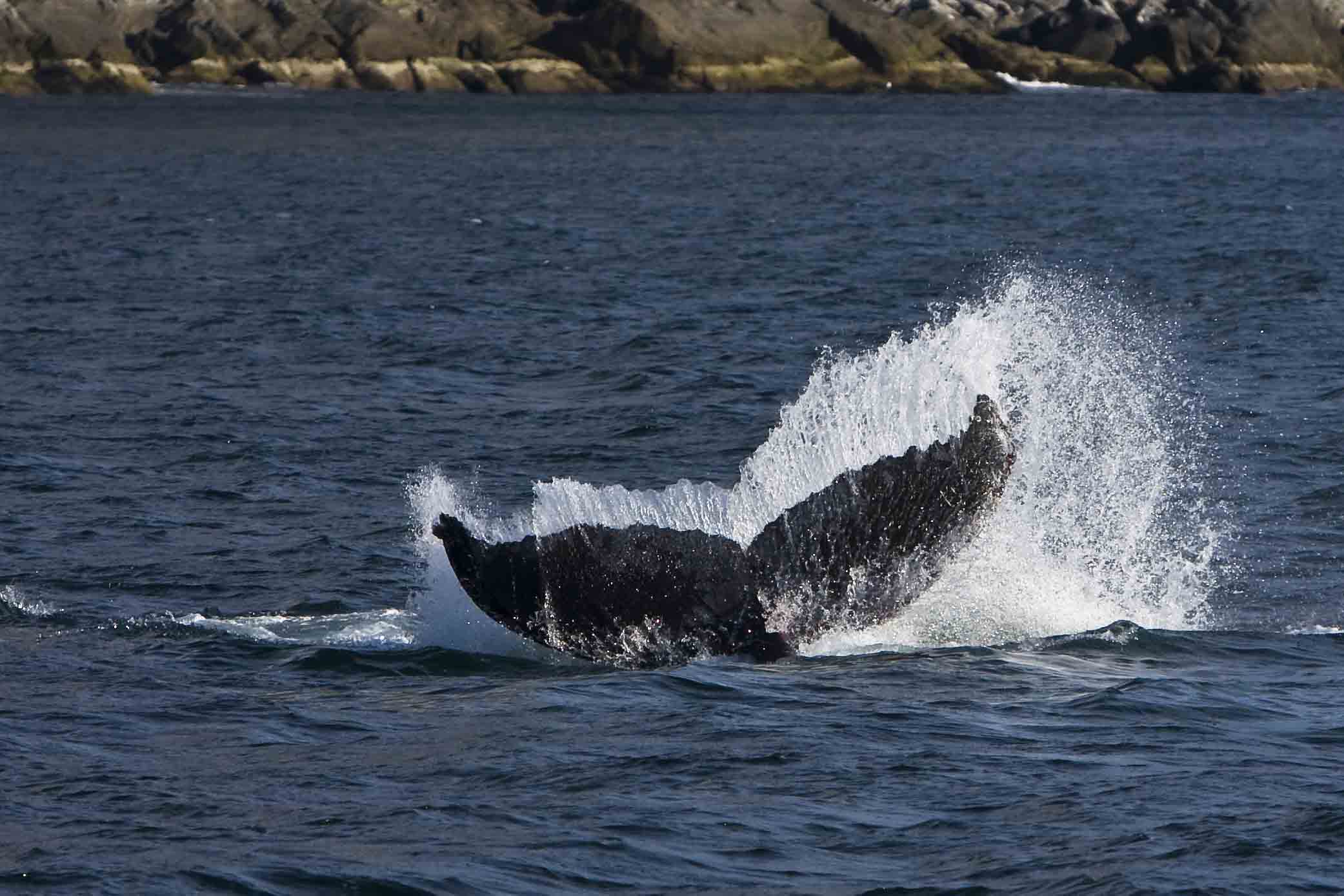 Safari aux baleines polaires au départ de Tromsø en bateau - Polar Adventures 4 Safari aux baleines polaires au départ de Tromsø en bateau - Polar Adventures - 3