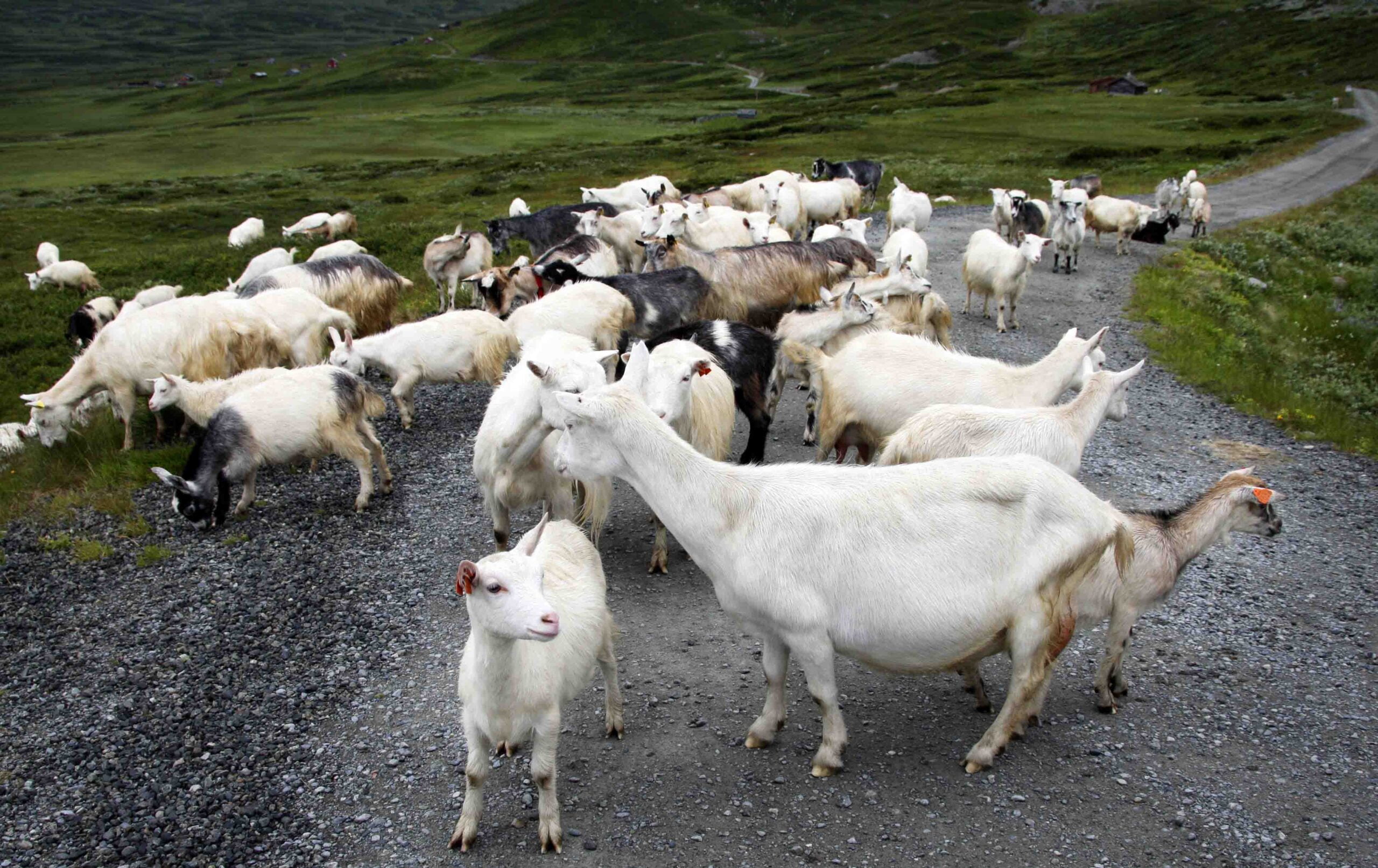 Un agriculteur désespère du vol de cloches de chèvre par les touristes 4 Un agriculteur désespère du vol de cloches de chèvre par les touristes - 3