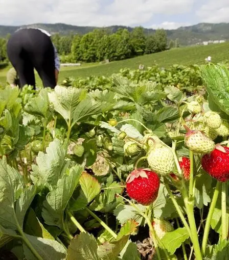 Les travailleurs saisonniers doivent rentrer chez eux plus tôt en raison de la sécheresse 20 Les travailleurs saisonniers doivent rentrer chez eux plus tôt en raison de la sécheresse - 19