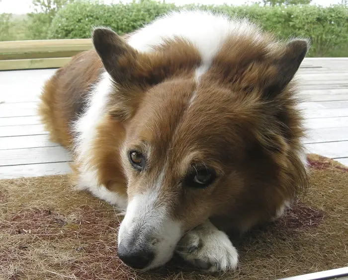 Les chiens en colère et désobéissants meurent plus tôt 4 Les chiens en colère et désobéissants meurent plus tôt - 3