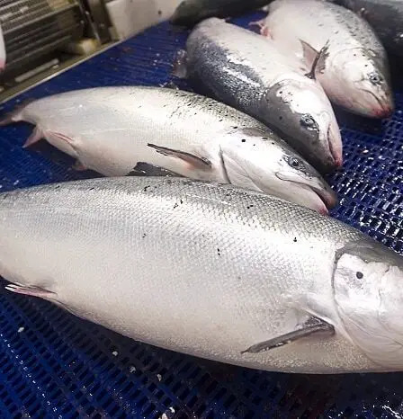La pêche est plus affectée par le mauvais temps que par la couronne 5 La pêche est plus affectée par le mauvais temps que par la couronne - 4