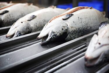 Mowi: le marché du saumon en Chine s'arrête - 16