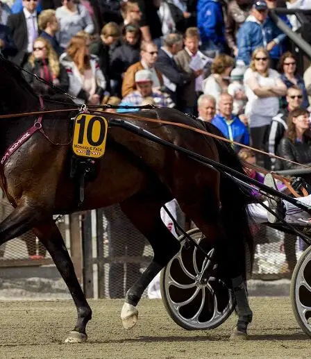 Fièvre hippique avant le pot record de V75: 90 millions NOK 39 Fièvre hippique avant le pot record de V75: 90 millions NOK - 38