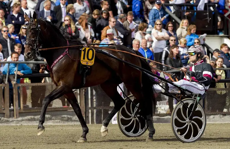 Fièvre hippique avant le pot record de V75: 90 millions NOK 4 Fièvre hippique avant le pot record de V75: 90 millions NOK - 3