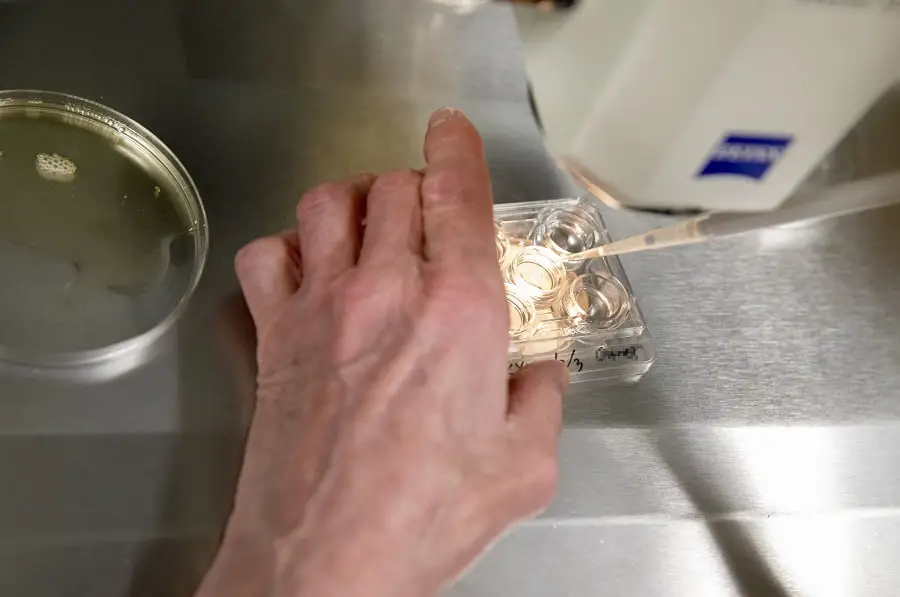 Hormone de stimulation musculaire brevetée de l'Université de Bergen 4 Hormone de stimulation musculaire brevetée de l'Université de Bergen - 3