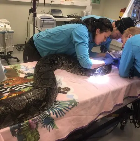 Serpent de cinq mètres de long pour un bilan de santé 6 Serpent de cinq mètres de long pour un bilan de santé - 5