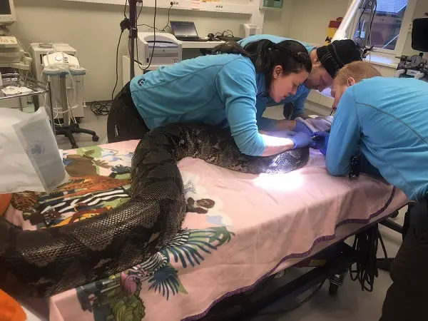 Serpent de cinq mètres de long pour un bilan de santé - 3