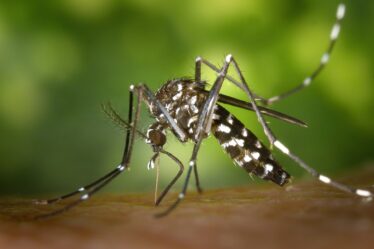 Chercheur préoccupé par les insectes - Norway Today - 21