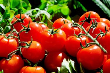 La fête de la tomate à Finnøy - 20