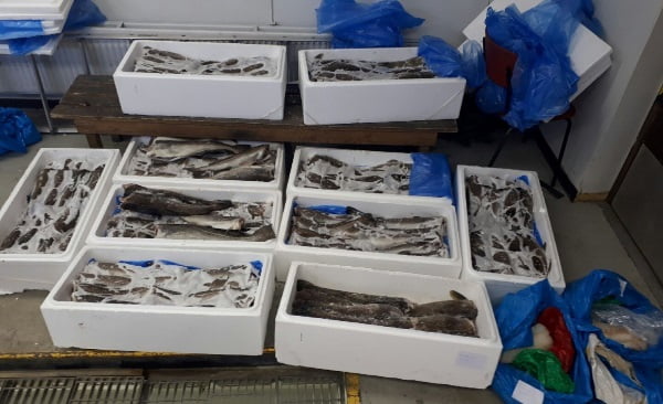 Augmentation des saisies de «poissons touristiques» à la frontière 4 Augmentation des saisies de «poissons touristiques» à la frontière - 3
