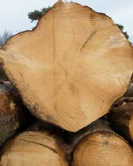 16% de forêt en plus en Norvège au cours des dix dernières années 14 16% de forêt en plus en Norvège au cours des dix dernières années - 13