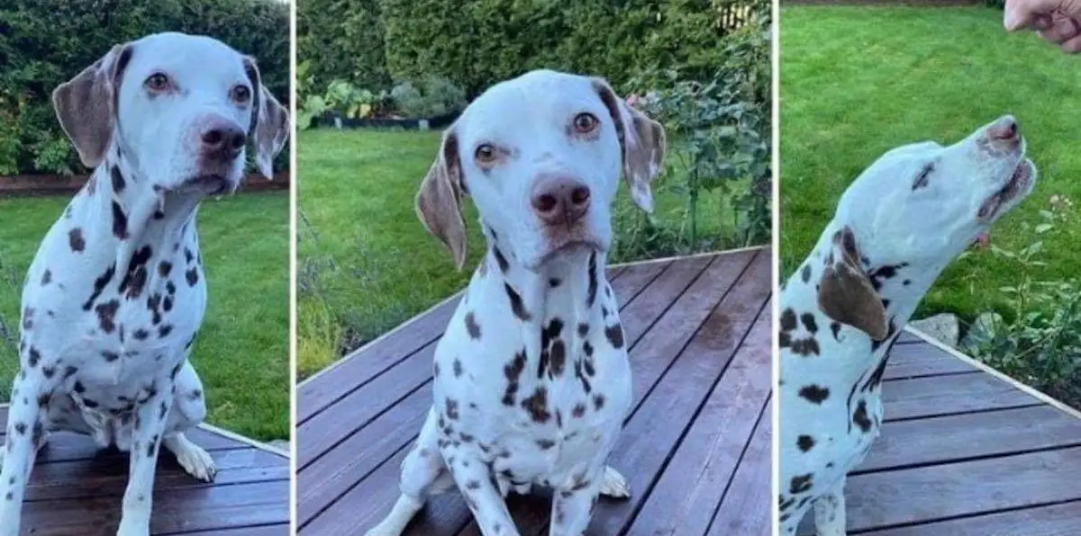 Un chien dalmatien a retrouvé ses propriétaires après avoir été sauvé du glissement de terrain de Gjerdrum - 3