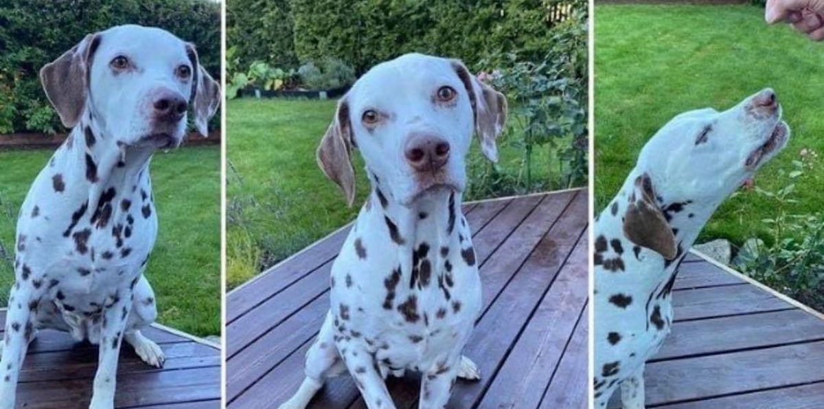 Un chien dalmatien a retrouvé ses propriétaires après avoir été sauvé du glissement de terrain de Gjerdrum 4 Un chien dalmatien a retrouvé ses propriétaires après avoir été sauvé du glissement de terrain de Gjerdrum - 3
