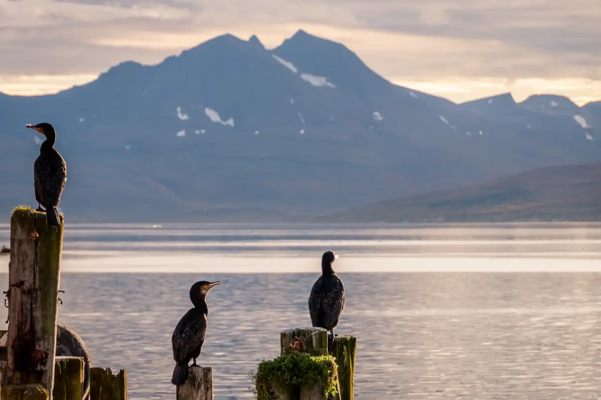 Observation des oiseaux en Norvège: guide du débutant - 15