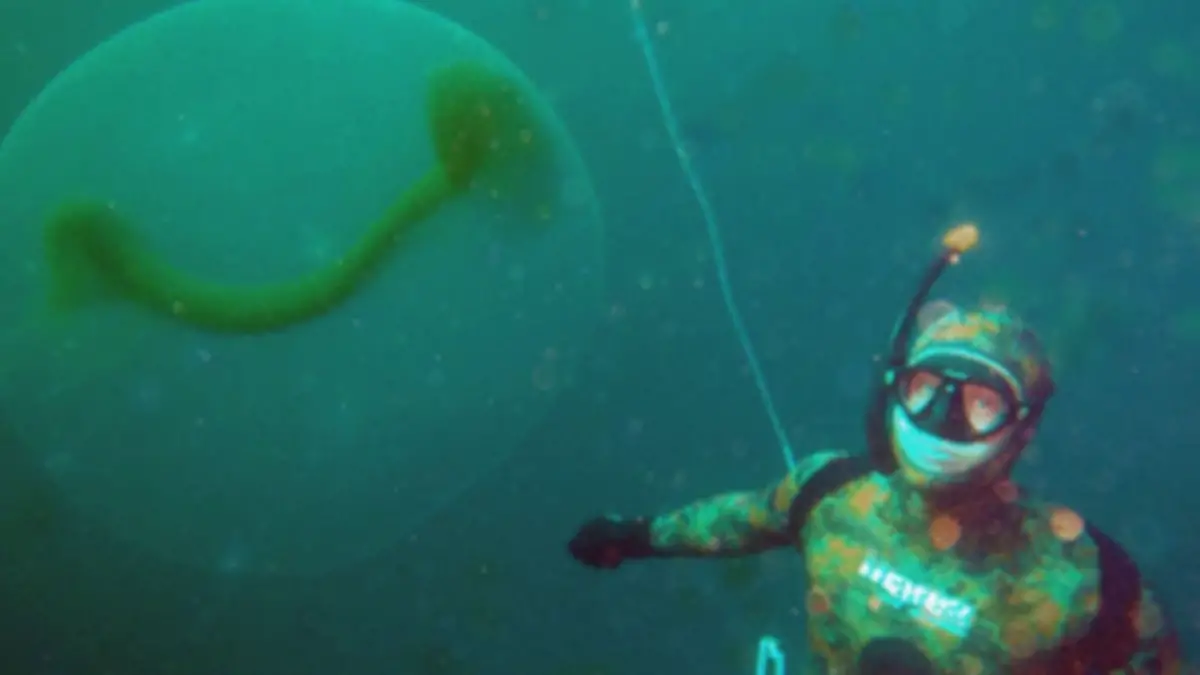 PHOTO: des scientifiques résolvent enfin le mystère des blobs flottants géants découverts au large des côtes norvégiennes - 9