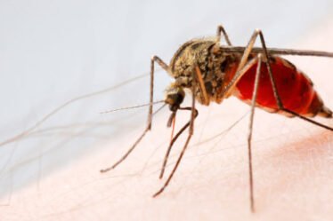 À savoir sur le virus Zika si vous prévoyez de vous rendre dans les zones à risque - 18