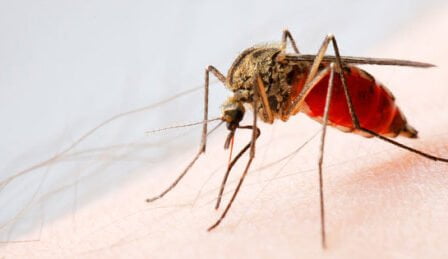 À savoir sur le virus Zika si vous prévoyez de vous rendre dans les zones à risque 20 À savoir sur le virus Zika si vous prévoyez de vous rendre dans les zones à risque - 19