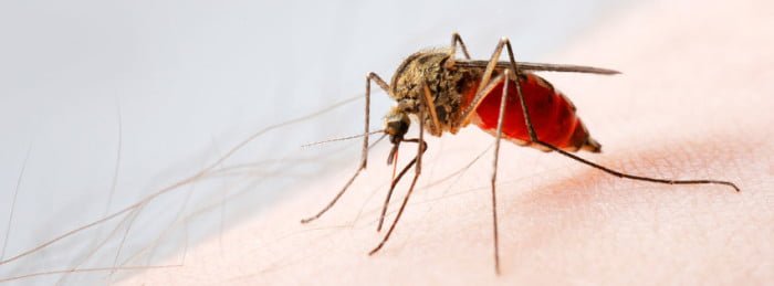 À savoir sur le virus Zika si vous prévoyez de vous rendre dans les zones à risque 4 À savoir sur le virus Zika si vous prévoyez de vous rendre dans les zones à risque - 3