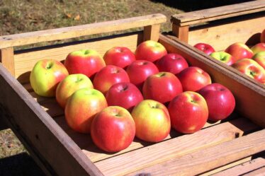 Pommes et prunes norvégiennes bientôt en magasin - 20