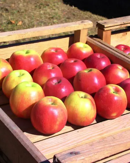 Pommes et prunes norvégiennes bientôt en magasin - 27