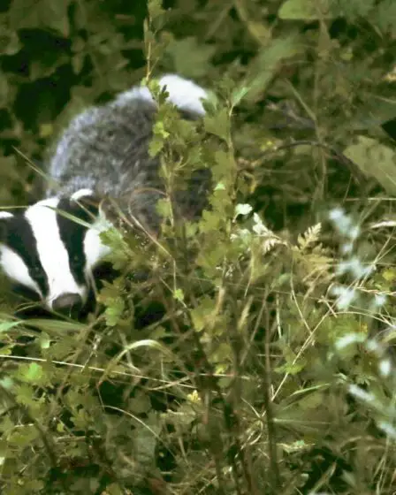 Attaque inhabituelle en Suède: quelqu'un a jeté un blaireau mort par la fenêtre d'une maison à Skövde 8 Attaque inhabituelle en Suède: quelqu'un a jeté un blaireau mort par la fenêtre d'une maison à Skövde - 7