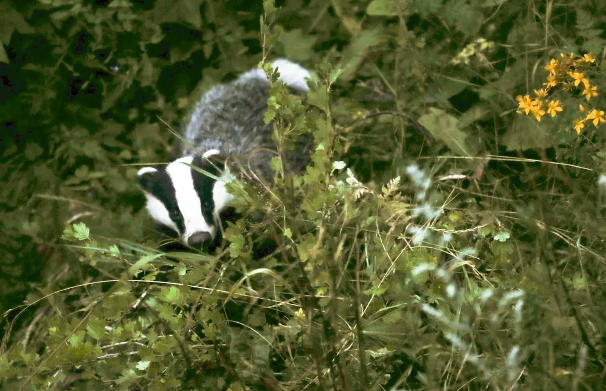 Attaque inhabituelle en Suède: quelqu'un a jeté un blaireau mort par la fenêtre d'une maison à Skövde 4 Attaque inhabituelle en Suède: quelqu'un a jeté un blaireau mort par la fenêtre d'une maison à Skövde - 3