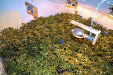 La police norvégienne trouve une plantation à domicile avec 700 plants de cannabis à Eidskog - 16