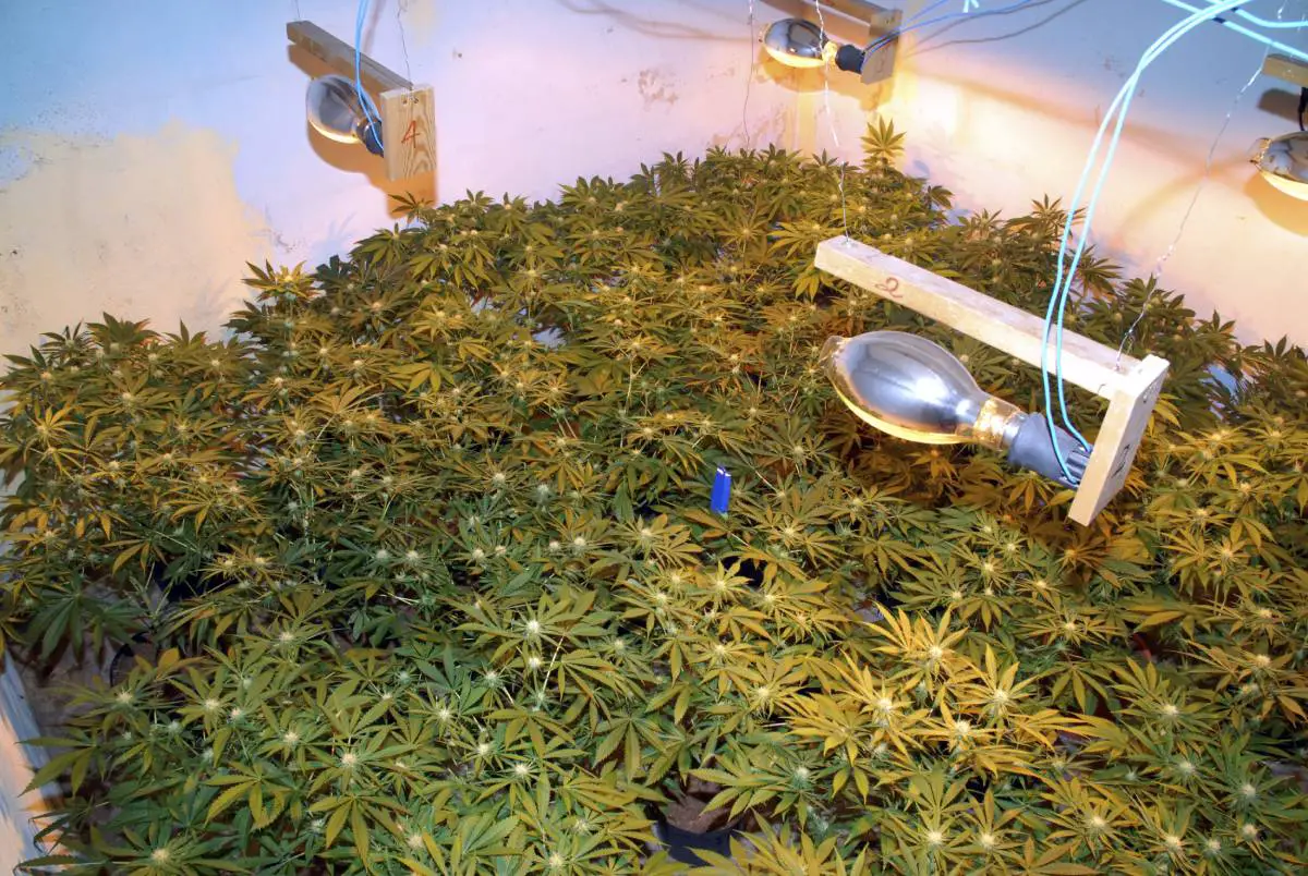 La police norvégienne trouve une plantation à domicile avec 700 plants de cannabis à Eidskog 4 La police norvégienne trouve une plantation à domicile avec 700 plants de cannabis à Eidskog - 3