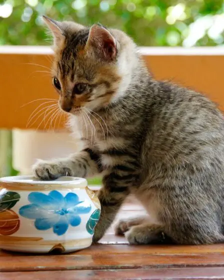 Une propagation accrue du « sida » félin en Norvège 2 Une propagation accrue du « sida » félin en Norvège - 1