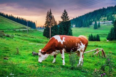 L'Autorité norvégienne de sécurité des aliments tue 350 bovins, est poursuivie par un agriculteur et perd un procès - 18