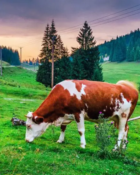 L'Autorité norvégienne de sécurité des aliments tue 350 bovins, est poursuivie par un agriculteur et perd un procès - 25