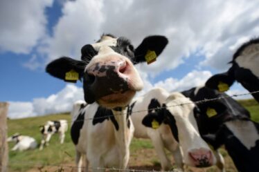 Le nombre de vaches laitières et allaitantes en Norvège a augmenté depuis le début de la pandémie - 19