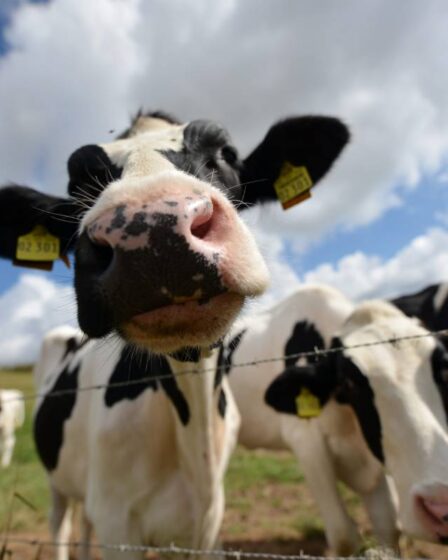 Le nombre de vaches laitières et allaitantes en Norvège a augmenté depuis le début de la pandémie 20 Le nombre de vaches laitières et allaitantes en Norvège a augmenté depuis le début de la pandémie - 19