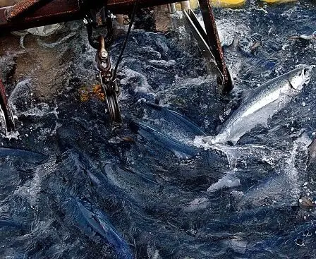 Des algues mortelles ont tué des saumons pour 720 millions de NOK - 13
