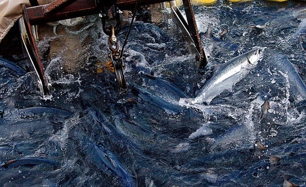 Des algues mortelles ont tué des saumons pour 720 millions de NOK 6 Des algues mortelles ont tué des saumons pour 720 millions de NOK - 5
