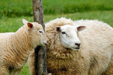 Diminution du nombre d'éleveurs ovins - 20