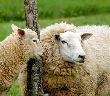 Nortura expédiera des centaines de tonnes de viande de mouton à Oman - 28
