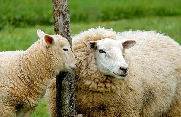 Diminution du nombre d'éleveurs ovins - 3