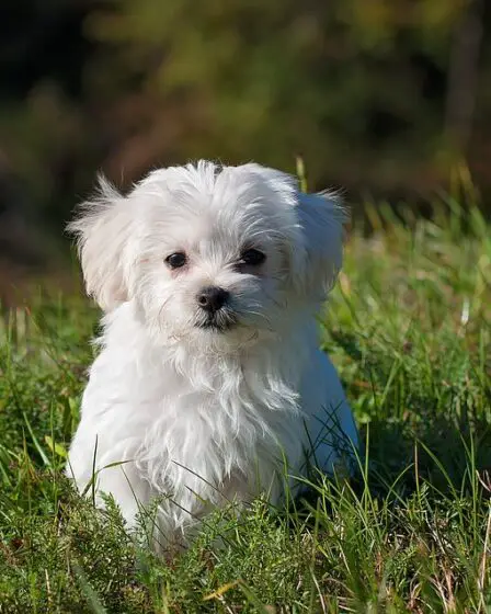 Les personnes âgées bénéficient de la possession d'un chien 19 Les personnes âgées bénéficient de la possession d'un chien - 18