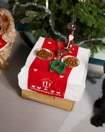 Autorité norvégienne: "Prenez soin de votre chien à Noël - ne lui donnez pas de nourriture salée, grasse et épicée" 2 Autorité norvégienne: "Prenez soin de votre chien à Noël - ne lui donnez pas de nourriture salée, grasse et épicée" - 1
