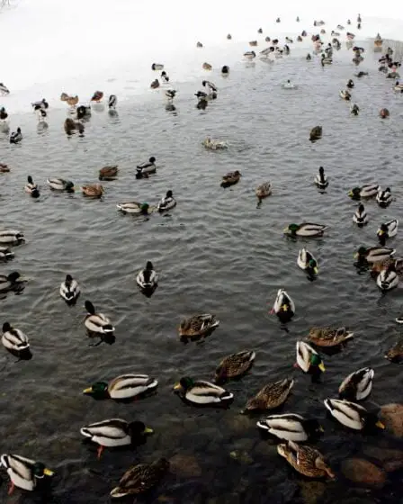 Les autorités craignent la propagation de la grippe aviaire suite à la découverte d'oiseaux morts à Oslo - 28