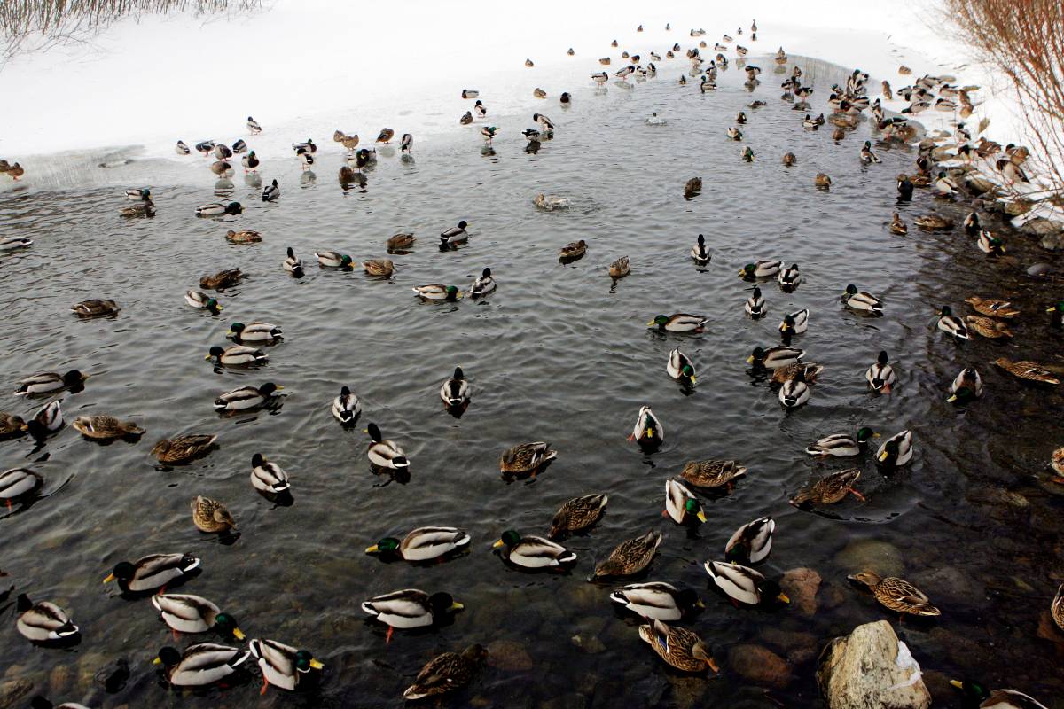 Les autorités craignent la propagation de la grippe aviaire suite à la découverte d'oiseaux morts à Oslo 4 Les autorités craignent la propagation de la grippe aviaire suite à la découverte d'oiseaux morts à Oslo - 3