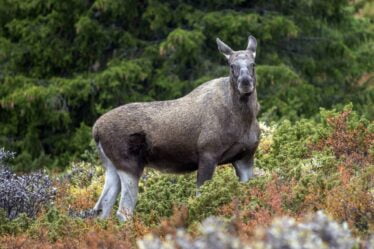 La Norvège s'ouvre à plus de chasse au wapiti dans les forêts domaniales - 18