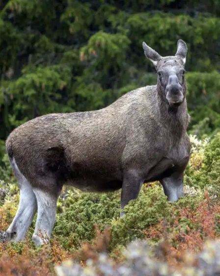 La Norvège s'ouvre à plus de chasse au wapiti dans les forêts domaniales 2 La Norvège s'ouvre à plus de chasse au wapiti dans les forêts domaniales - 1