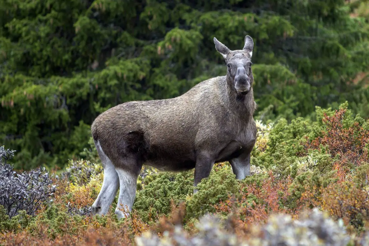 La Norvège s'ouvre à plus de chasse au wapiti dans les forêts domaniales - 3