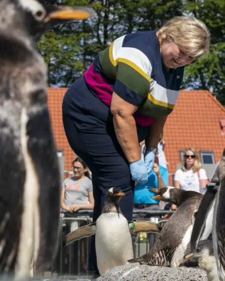 L'aquarium de Bergen installe une tente spéciale pour protéger les manchots de la grippe aviaire - 4