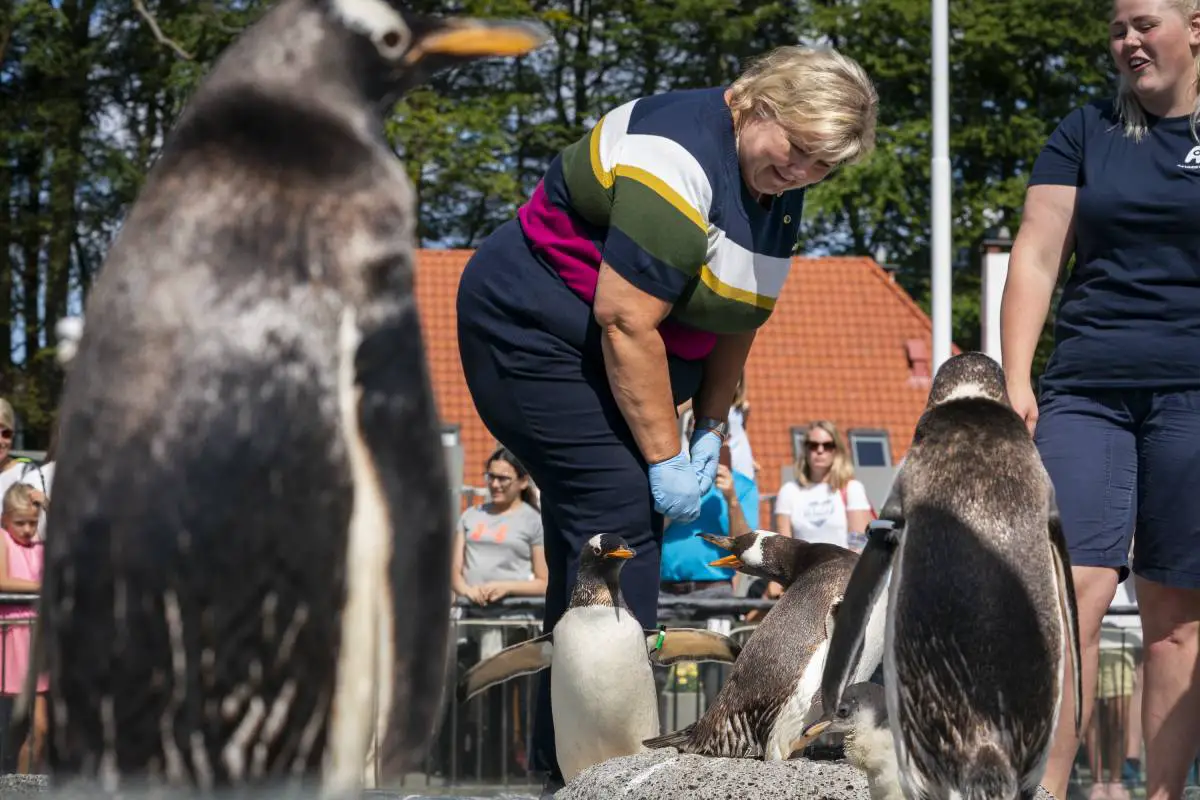 L'aquarium de Bergen installe une tente spéciale pour protéger les manchots de la grippe aviaire 4 L'aquarium de Bergen installe une tente spéciale pour protéger les manchots de la grippe aviaire - 3
